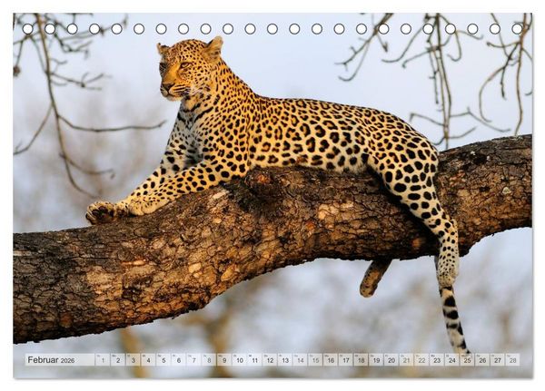 Produktbild: Afrikas Tierwelt Christian Heeb (Tischkalender 2026 DIN A5 quer), CALVENDO Monatskalender