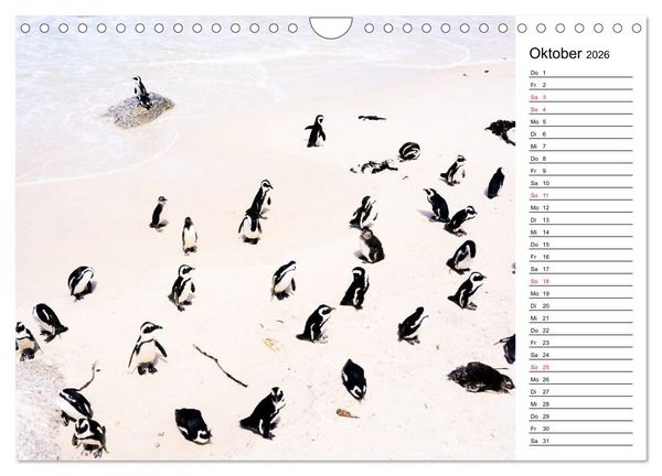 Produktbild: Pinguinliebe (Wandkalender 2026 DIN A4 quer), CALVENDO Monatskalender