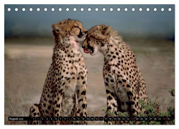 Produktbild: Die Lautlosen. Geparden und Leoparden (Tischkalender 2026 DIN A5 quer), CALVENDO Monatskalender