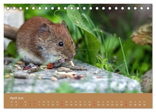 Produktbild: M&auml;usetanz (Tischkalender 2026 DIN A5 quer), CALVENDO Monatskalender