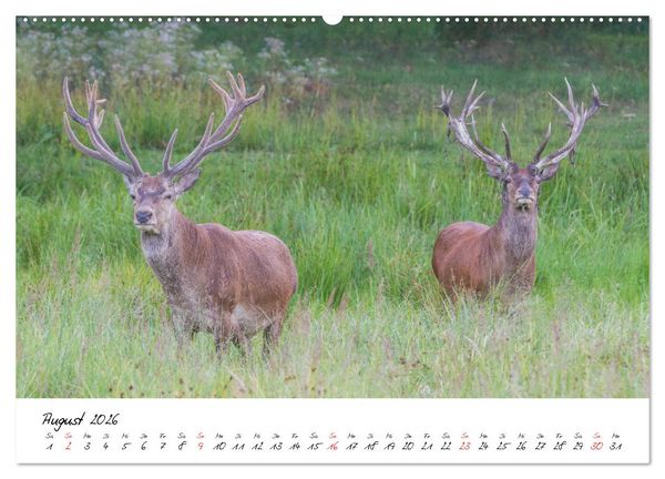 Produktbild: Rotwild - im Naturparadies der Mecklenburgischen Seenplatte (hochwertiger Premium Wandkalender 2026 DIN A2 quer), Kunstdruck in Hochglanz