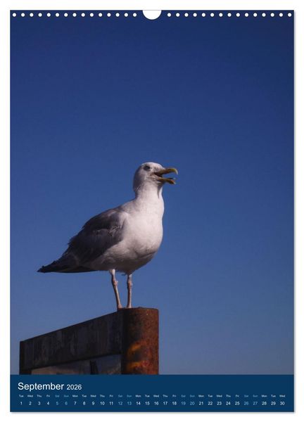 Produktbild: Brighton Summer Views (Wall Calendar 2026 DIN A3 portrait), CALVENDO 12 Month Wall Calendar