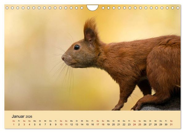 Produktbild: Eichh&ouml;rnchen in Berlin (Wandkalender 2026 DIN A4 quer), CALVENDO Monatskalender