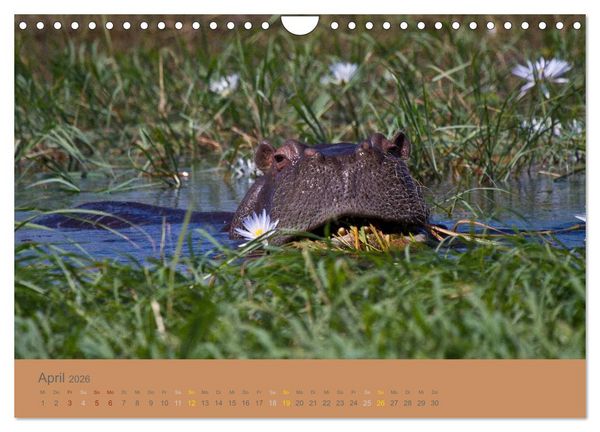 Produktbild: Afrika Impressionen. NAMIBIA - S&Uuml;DAFRIKA - BOTSWANA (Wandkalender 2026 DIN A4 quer), CALVENDO Monatskalender
