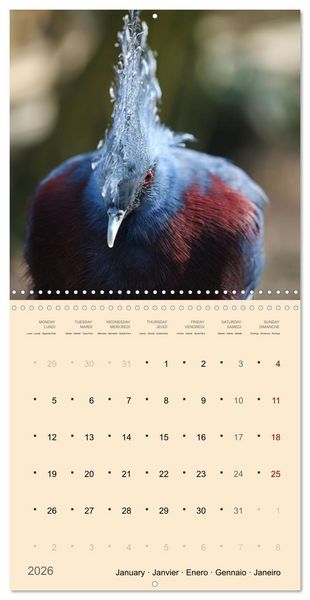 Produktbild: Portraits d'oiseaux des beaut&eacute;s plumeuses (Calendrier mural carr&eacute; 2026 30x30 cm) Calendrier double avec une page pour vos prises de notes