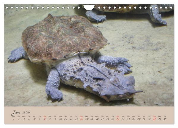 Produktbild: Turtles and Tortoise / UK-Version (Wall Calendar 2026 DIN A4 landscape), CALVENDO 12 Month Wall Calendar