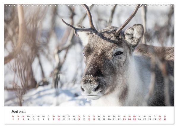 Produktbild: Rentiere (hochwertiger Premium Wandkalender 2026 DIN A2 quer), Kunstdruck in Hochglanz