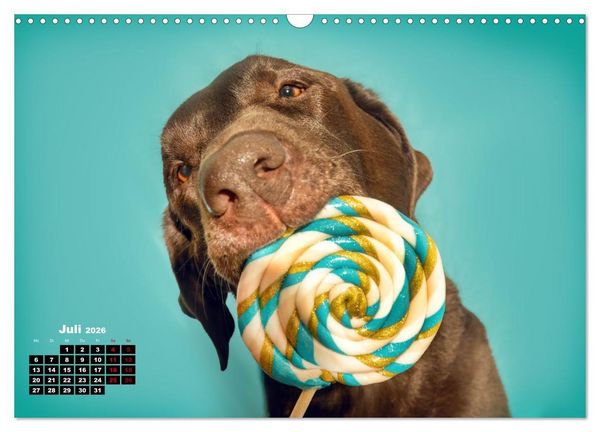 Produktbild: S&uuml;&szlig;e Schnauzen (Wandkalender 2026 DIN A3 quer), CALVENDO Monatskalender