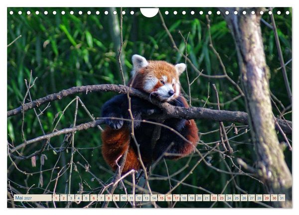 Produktbild: Kleiner Panda auf Entdeckungstour (Wandkalender 2027 DIN A4 quer), CALVENDO Monatskalender