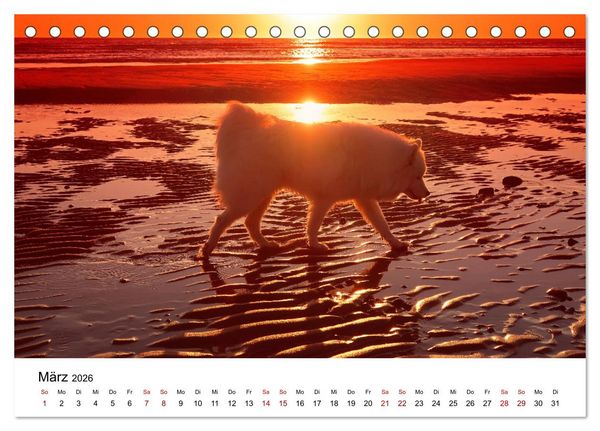 Produktbild: Ein Samojede am Meer (Tischkalender 2026 DIN A5 quer), CALVENDO Monatskalender