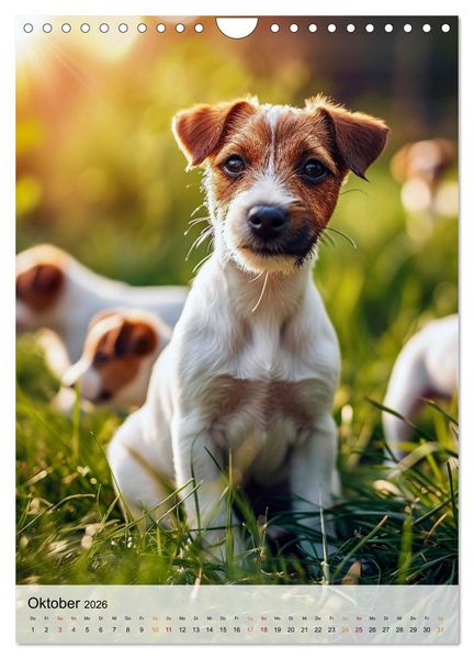 Produktbild: Jack Russel Terrier - furchtlos und viel Selbstvertrauen (Wandkalender 2026 DIN A4 hoch), CALVENDO Monatskalender