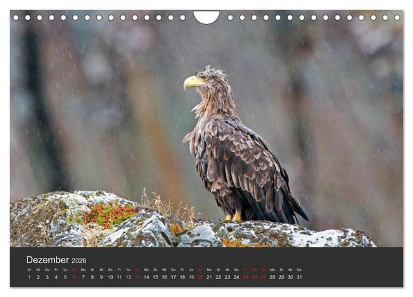 Produktbild: V&ouml;gel im Norden Europas (Wandkalender 2026 DIN A4 quer), CALVENDO Monatskalender