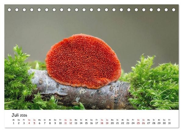 Produktbild: Pilzgalerie - Heimische Pilze von ihrer sch&ouml;nsten Seite (Tischkalender 2026 DIN A5 quer), CALVENDO Monatskalender
