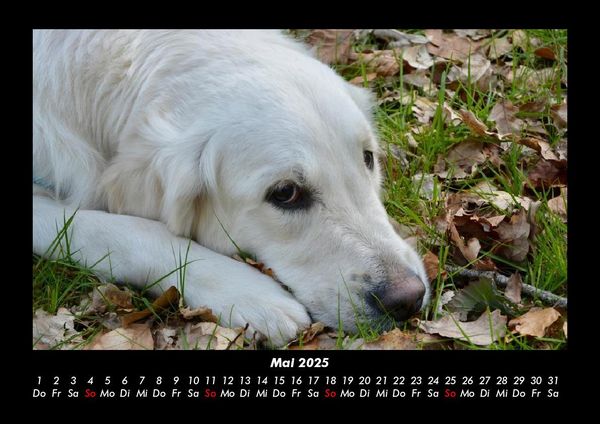 Produktbild: Hunde 2025 Fotokalender DIN A3