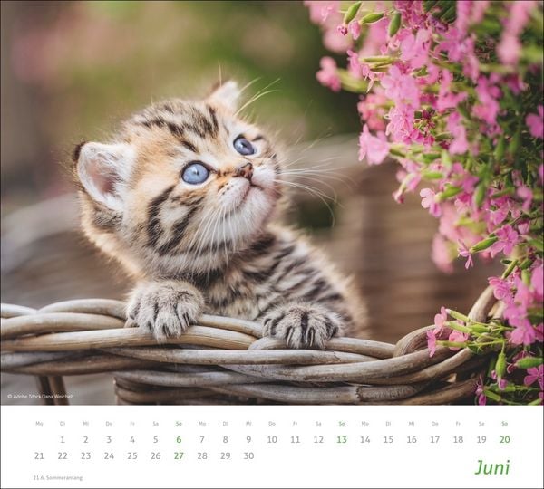 Produktbild: times&more Katzen Bildkalender 2027