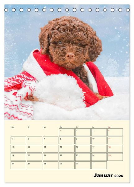 Produktbild: Jahresplaner Lagotto Romagnolo Welpen (Tischkalender 2026 DIN A5 hoch), CALVENDO Monatskalender