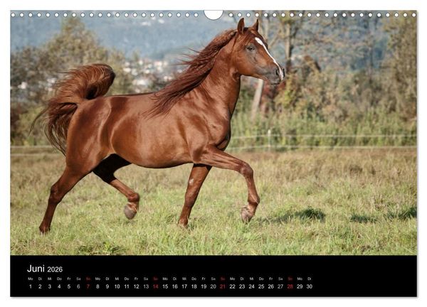 Produktbild: Pferdekalender (Wandkalender 2026 DIN A3 quer), CALVENDO Monatskalender