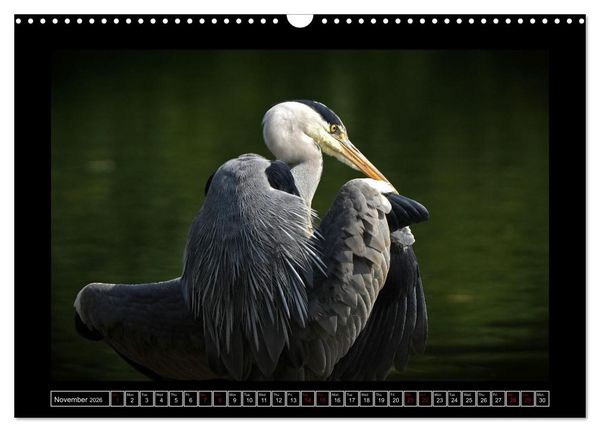 Produktbild: The heron parade (Wall Calendar 2026 DIN A3 landscape), CALVENDO 12 Month Wall Calendar