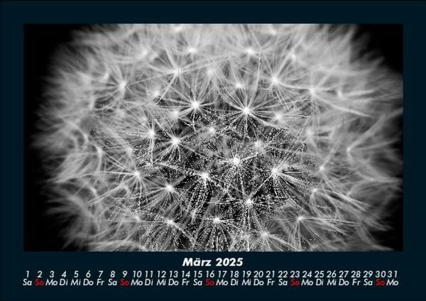 Produktbild: Blumentr&auml;ume 2025 Fotokalender DIN A5