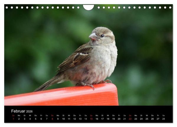 Produktbild: Freche Spatzen (Wandkalender 2026 DIN A4 quer), CALVENDO Monatskalender
