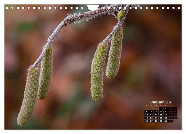 Produktbild: B&auml;ume im Detail (Wandkalender 2026 DIN A4 quer), CALVENDO Monatskalender