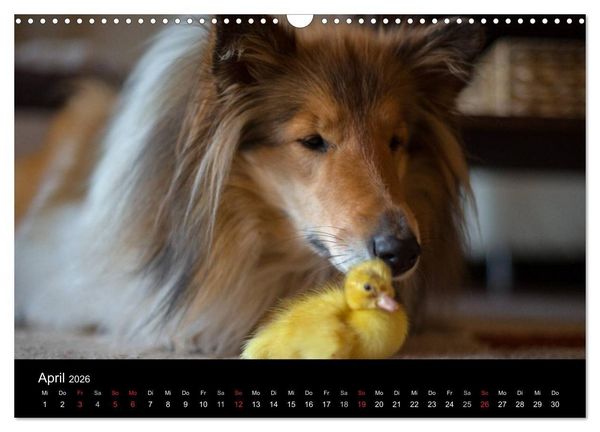 Produktbild: Ziva und ihre Freunde (Wandkalender 2026 DIN A3 quer), CALVENDO Monatskalender