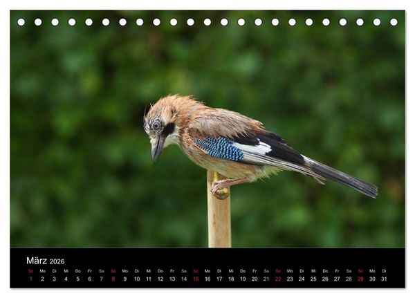 Produktbild: Singv&ouml;gel in Deutschland (Tischkalender 2026 DIN A5 quer), CALVENDO Monatskalender
