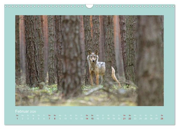 Produktbild: W&ouml;lfe, Impressionen aus der Lausitz (Wandkalender 2026 DIN A3 quer), CALVENDO Monatskalender