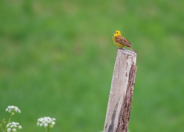 Produktbild: Xsound Approach To Birding Hb