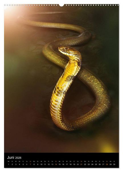 Produktbild: Auge in Auge mit coolen Typen - REPTILIEN (Wandkalender 2026 DIN A2 hoch), CALVENDO Monatskalender