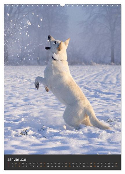 Produktbild: Berger Blanc Suisse - Freunde auf 4 Pfoten (Wandkalender 2026 DIN A2 hoch), CALVENDO Monatskalender