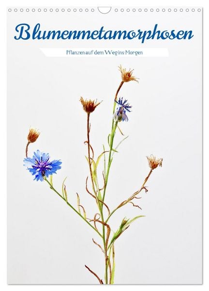 Produktbild: Blumenmetamorphosen (Wandkalender 2026 DIN A3 hoch), CALVENDO Monatskalender