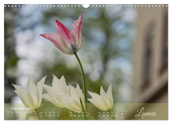 Produktbild: Tulipa et Verba &ndash; Tulpenbl&uuml;ten und stille W&ouml;rter (Wandkalender 2027 DIN A3 quer), CALVENDO Monatskalender