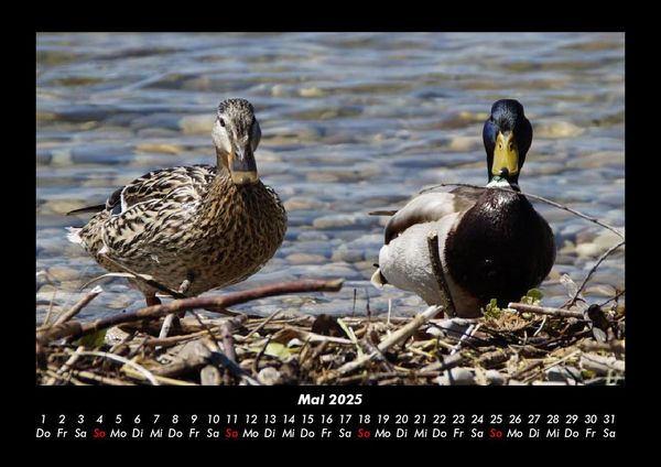 Produktbild: Enten 2025 Fotokalender DIN A3