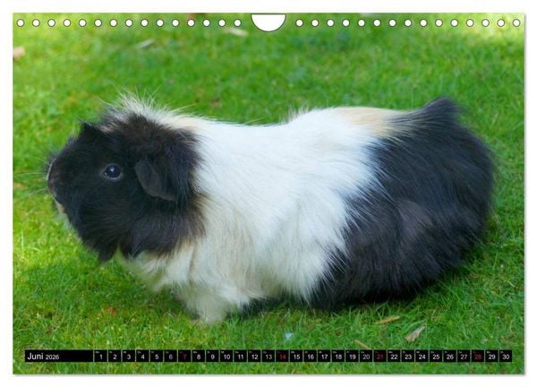 Produktbild: Kuschelige Meerschweinchen (Wandkalender 2026 DIN A4 quer), CALVENDO Monatskalender