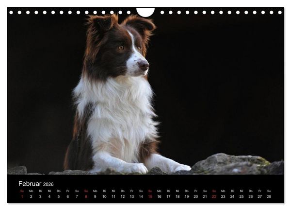 Produktbild: Border Collie 2026 (Wandkalender 2026 DIN A4 quer), CALVENDO Monatskalender