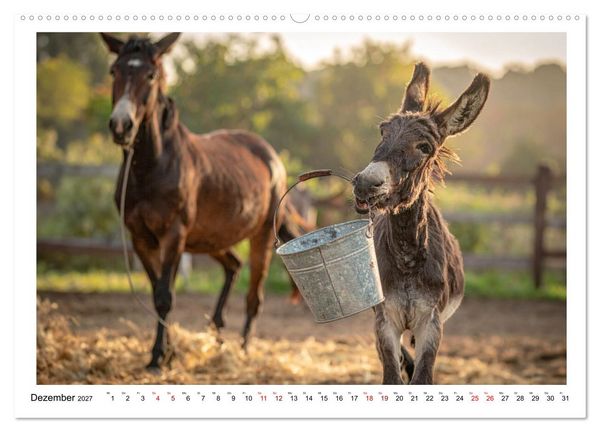 Produktbild: Kleine und gro&szlig;e Eselein (hochwertiger Premium Wandkalender 2027 DIN A2 quer), Kunstdruck in Hochglanz