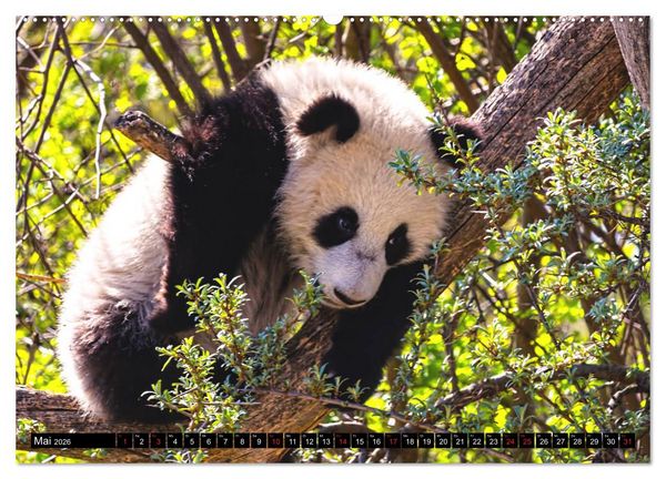 Produktbild: Pandab&auml;r Babys (Wandkalender 2026 DIN A2 quer), CALVENDO Monatskalender
