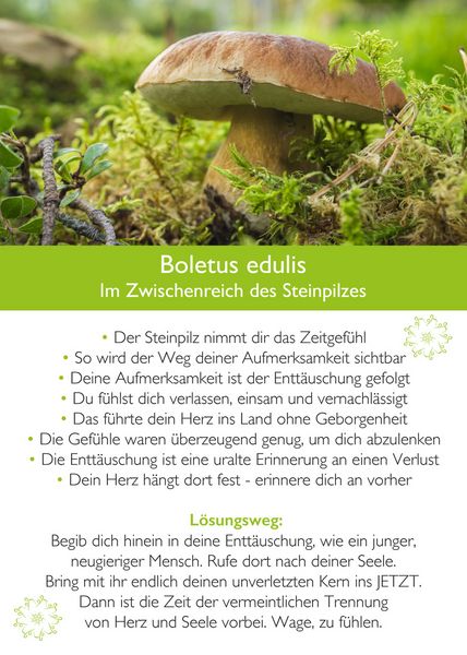 Produktbild: Ahnenmedizin und Seelenhom&ouml;opathie - Kartenset Mikrokosmos