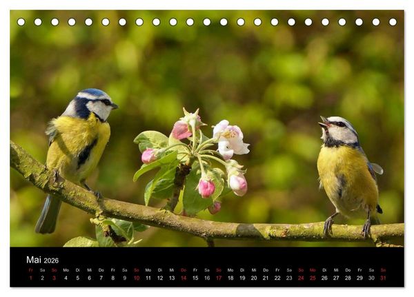 Produktbild: Singv&ouml;gel in Deutschland (Tischkalender 2026 DIN A5 quer), CALVENDO Monatskalender