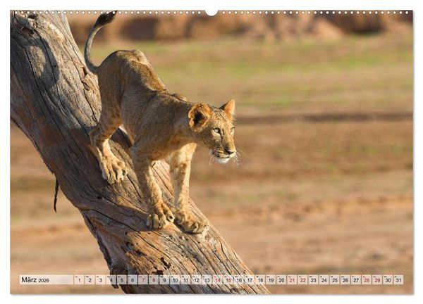 Produktbild: Faszination Afrika: L&ouml;wen (Wandkalender 2026 DIN A2 quer), CALVENDO Monatskalender