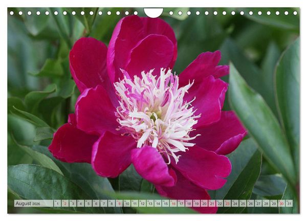 Produktbild: PFINGSTROSEN Rosen ohne Dornen (Wandkalender 2026 DIN A4 quer), CALVENDO Monatskalender
