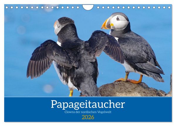 Papageitaucher - Clowns der nordischen Vogelwelt (Wandkalender 2026 DIN A4 quer), CALVENDO Monatskalender