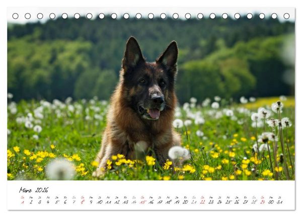 Produktbild: Deutsche Sch&auml;ferhunde - Senioren auf vier Pfoten (Tischkalender 2026 DIN A5 quer), CALVENDO Monatskalender