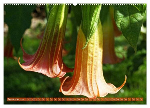 Produktbild: Flower Power - Zauberhafte K&uuml;belpflanzen (Wandkalender 2026 DIN A2 quer), CALVENDO Monatskalender