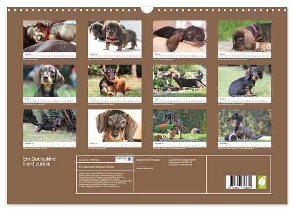 Produktbild: Ein Dackelkind blickt zur&uuml;ck (Wandkalender 2026 DIN A3 quer), CALVENDO Monatskalender