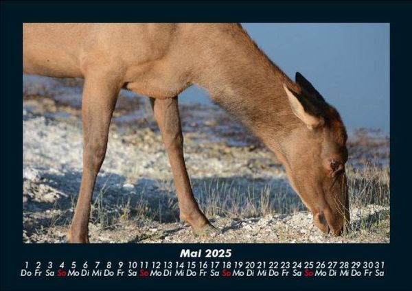 Produktbild: Welt der Tiere 2025 Fotokalender DIN A5