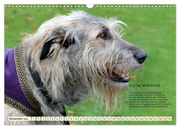 Produktbild: Windhunde im Portrait (Wandkalender 2026 DIN A3 quer), CALVENDO Monatskalender