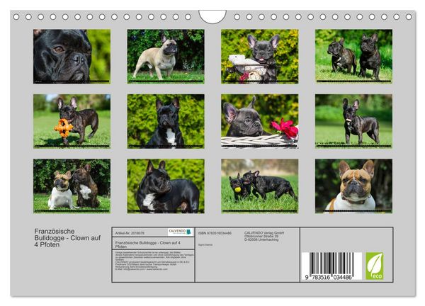 Produktbild: Franz&ouml;sische Bulldogge - Clown auf 4 Pfoten (Wandkalender 2026 DIN A4 quer), CALVENDO Monatskalender