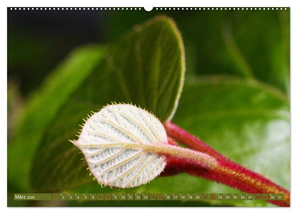 Produktbild: Natur, die bezaubert (Wandkalender 2026 DIN A2 quer), CALVENDO Monatskalender